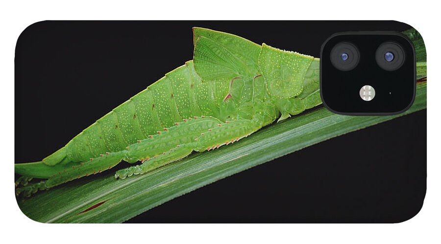 Mp iPhone 12 Case featuring the photograph Katydid Tettigoniidae Camouflaged by Mark Moffett