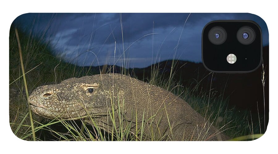 Mp iPhone 12 Case featuring the photograph Komodo Dragon Varanus Komodoensis by Cyril Ruoso