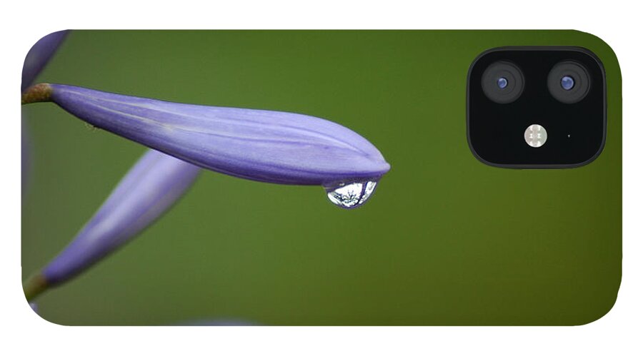 Flower iPhone 12 Case featuring the photograph Lavender by David Weeks