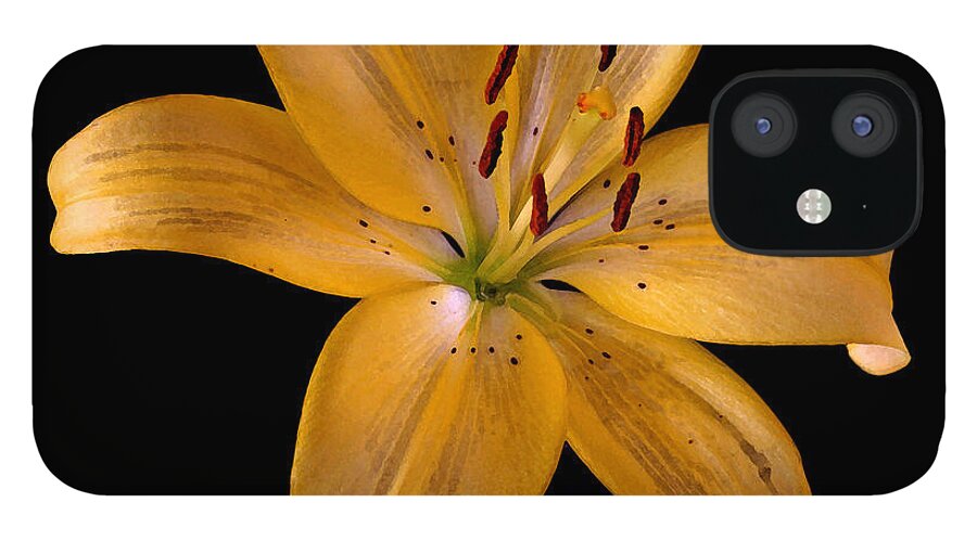 Lily iPhone 12 Case featuring the photograph Lily by Karen Harrison Brown