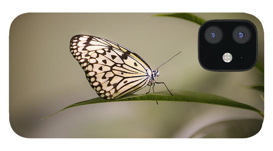 Butterfly iPhone 12 Case featuring the photograph Little Zebra by Leslie Leda