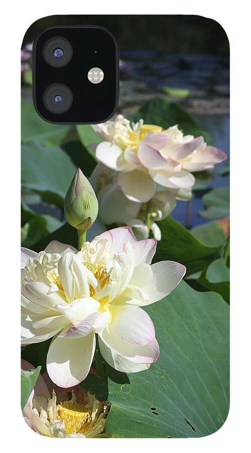 Lotus iPhone 12 Case featuring the photograph Lotus in Bright Sunlight by John Lautermilch