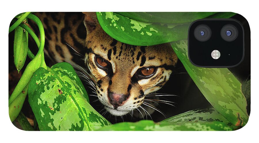 Ocelot Photographs iPhone 12 Case featuring the photograph Ocelot by Harry Spitz