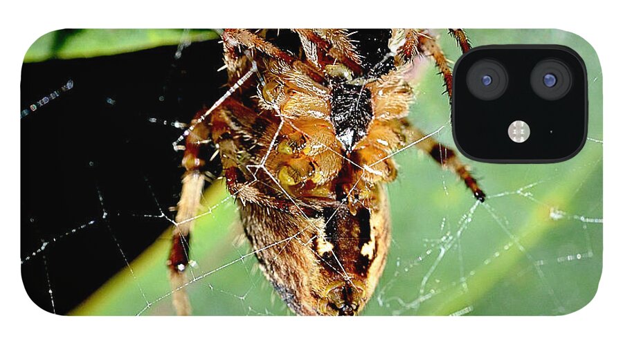 Spider iPhone 12 Case featuring the photograph Orb Weaver Waits by Chriss Pagani