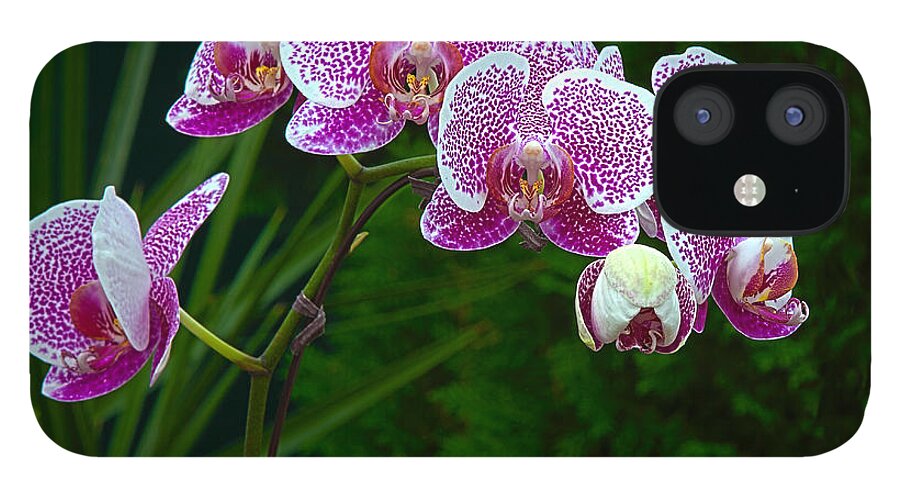 Orchid iPhone 12 Case featuring the photograph Orchid 2 by Stan Kwong
