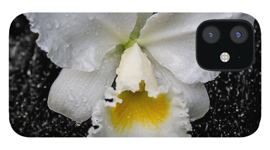 Artistic iPhone 12 Case featuring the photograph Orchid Shower by Ray Shiu