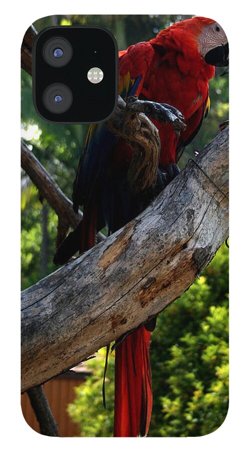Bird iPhone 12 Case featuring the photograph Parrot2 by Karen Harrison Brown