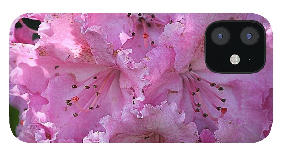 Rhodie iPhone 12 Case featuring the photograph Pink Rhododendrons by Chriss Pagani