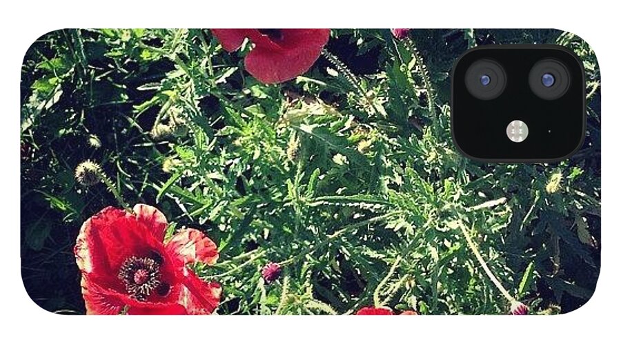 Poppies iPhone 12 Case featuring the photograph Poppies by Nic Squirrell