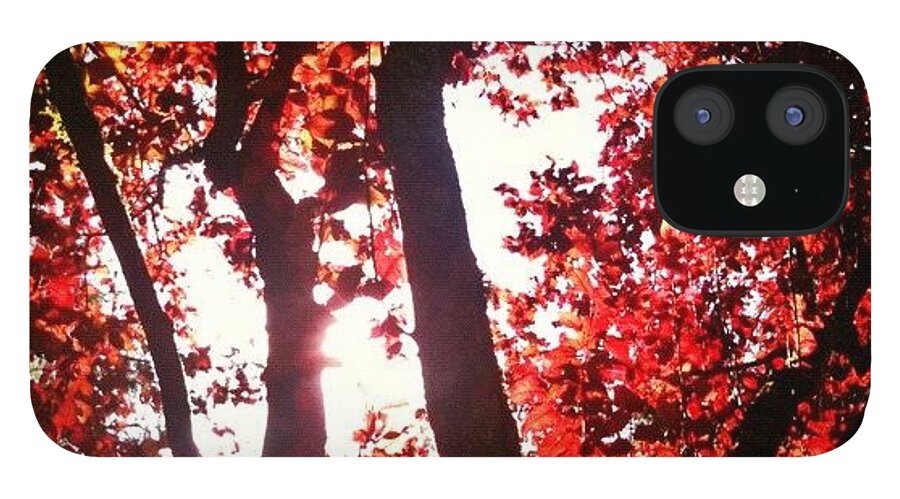 Autumn iPhone 12 Case featuring the photograph Reaching For Glory - Afternoon Light by Anna Porter