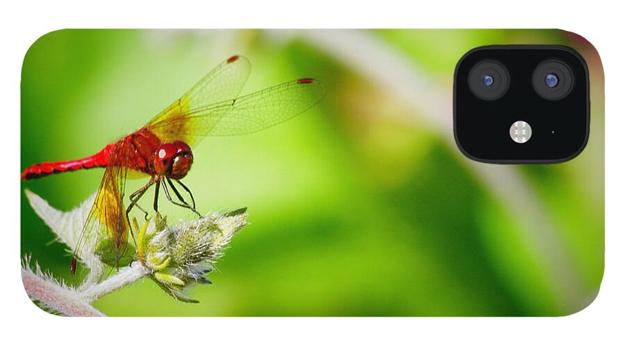 Red iPhone 12 Case featuring the photograph Red Dragon Fly by Shehan Wicks