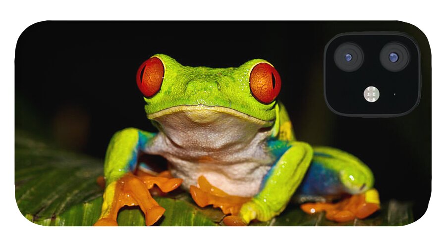 Frog iPhone 12 Case featuring the photograph Red Eyes 1 by Tom and Pat Cory