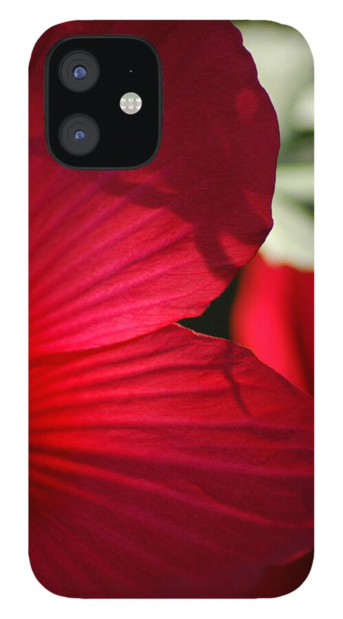 Hibiscus iPhone 12 Case featuring the photograph Red Hibiscus by David Weeks
