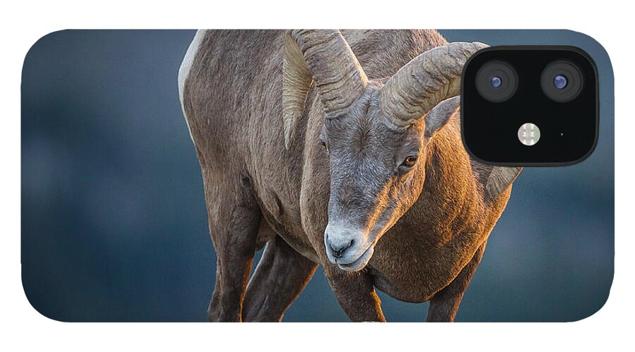 2012 iPhone 12 Case featuring the photograph Rocky Mountain Big Horn Ram by Ronald Lutz