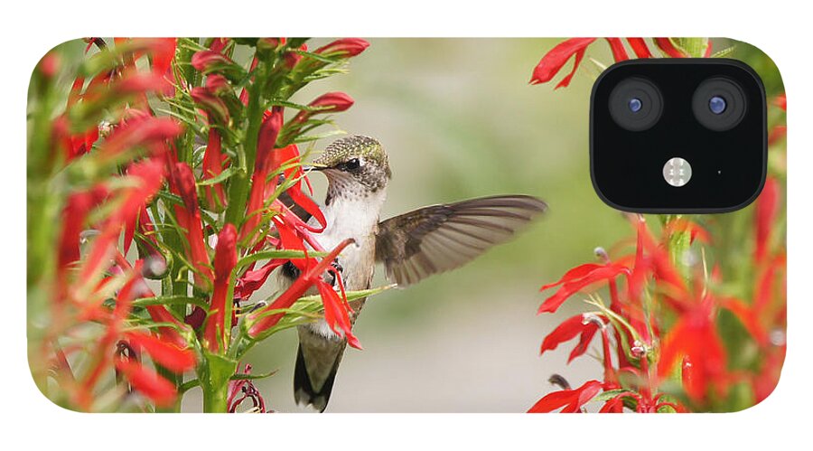Ruby-throated Hummingbird iPhone 12 Case featuring the photograph Ruby-throated Hummingbird And Cardinal Flower by Robert E Alter Reflections of Infinity