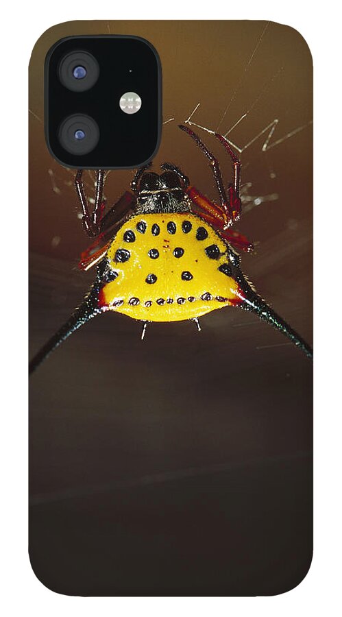 Mp iPhone 12 Case featuring the photograph Spiked Spider Gasteracantha Sp In Web by Cyril Ruoso