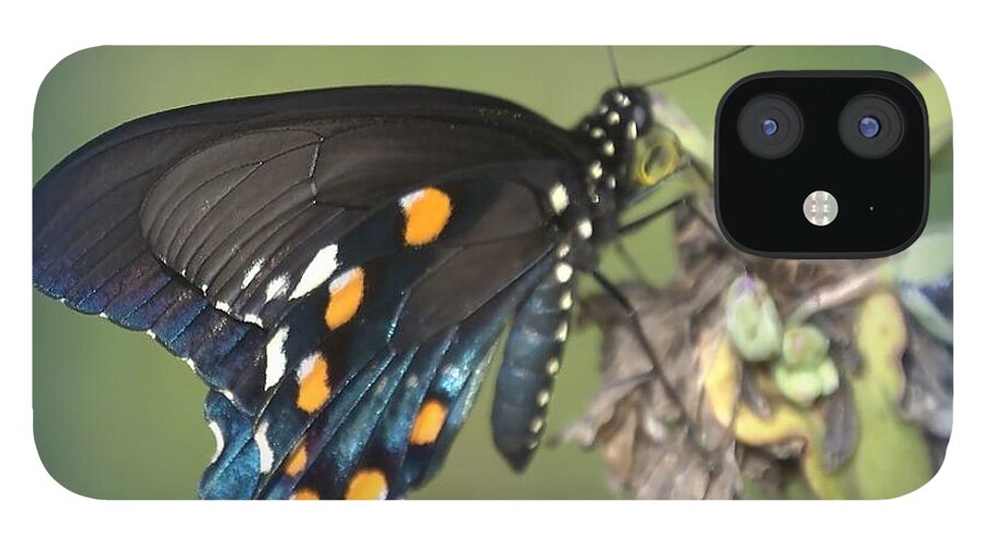 Butterfly iPhone 12 Case featuring the photograph Swallowtail 1 by Judy Hall-Folde