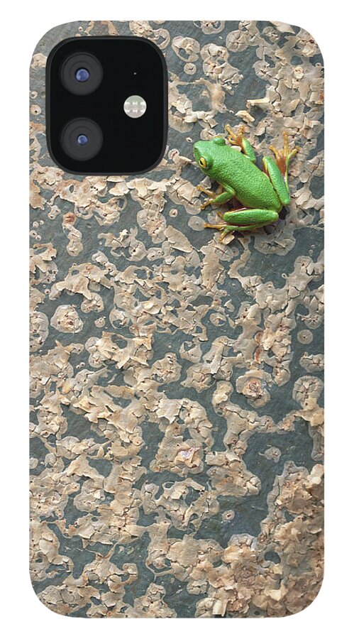 Mp iPhone 12 Case featuring the photograph Tinker Reed Frog Hyperolius by Gerry Ellis
