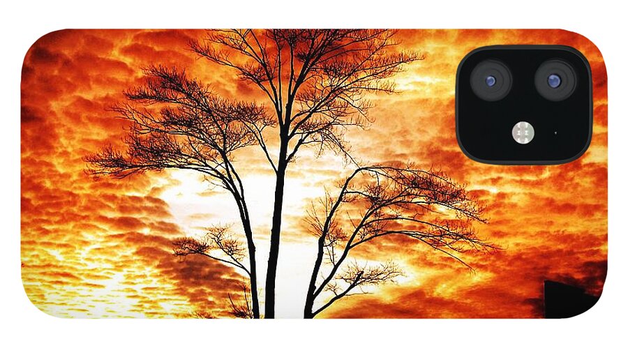 Tree iPhone 12 Case featuring the photograph Tree Light by Ms Judi