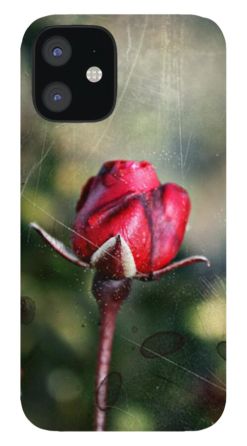 Rose iPhone 12 Case featuring the photograph Vintage Winter Rose by KayeCee Spain