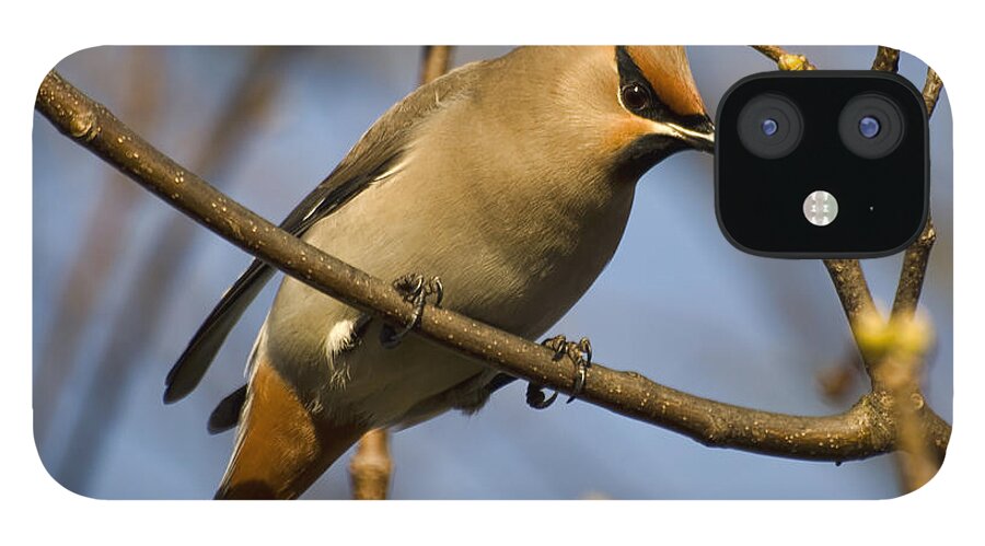 Waxwing iPhone 12 Case featuring the photograph Waxwing by Steev Stamford