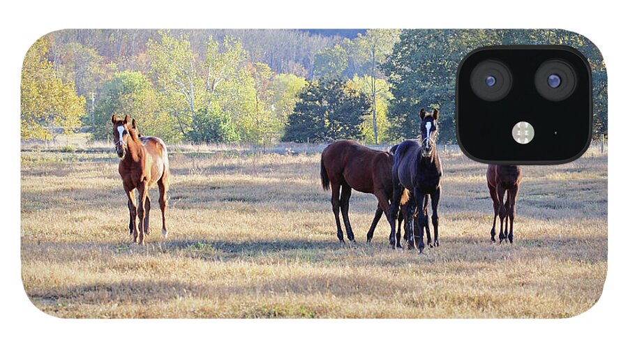 Thorougbred Race Horse iPhone 12 Case featuring the photograph 'Youngsters in the Paddock' by PJQandFriends Photography