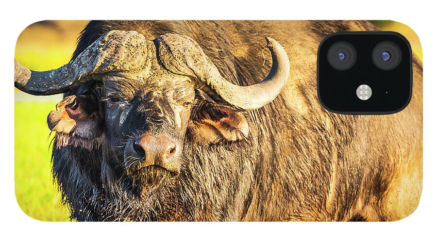 Metode offer gyldige African Buffalo iPhone 12 Case for Sale by THP Creative
