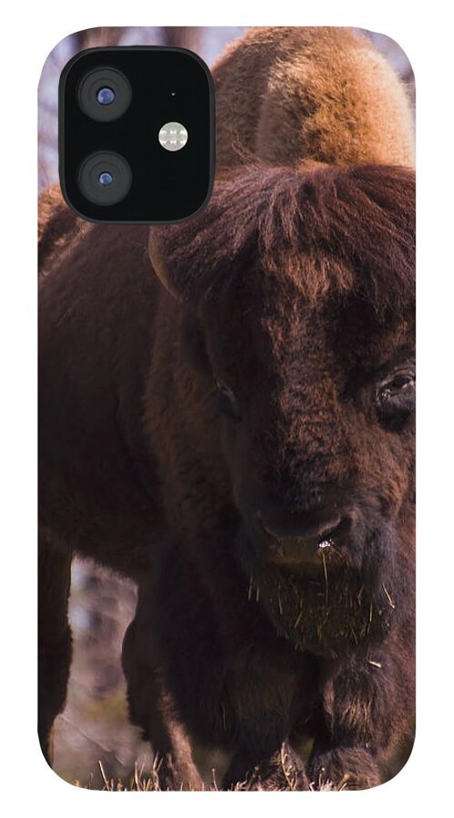 American Bison iPhone 12 Case featuring the digital art American Bison #1 by Flees Photos