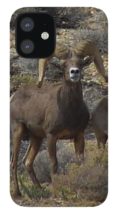 Bighorn iPhone 12 Case featuring the photograph Bighorn Sheep #1 by Carl Moore