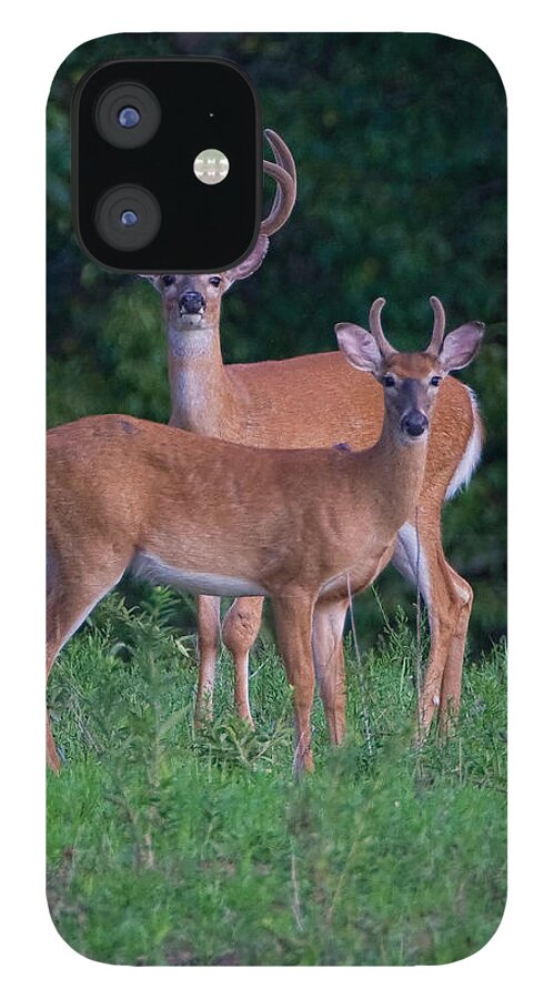 Deer iPhone 12 Case featuring the photograph Buck Father and Son #1 by William Jobes
