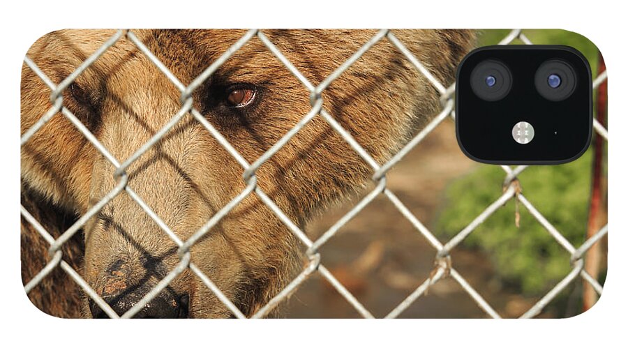 Bear iPhone 12 Case featuring the photograph Caged Bear #1 by Travis Rogers