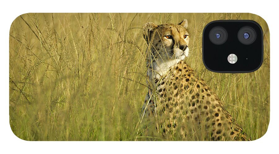 Africa iPhone 12 Case featuring the photograph Elegant Cheetah #1 by Michele Burgess