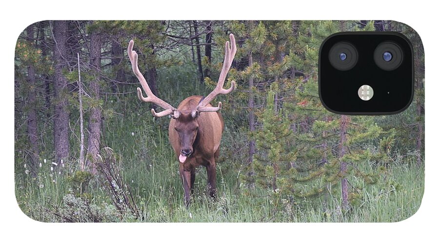 Animals iPhone 12 Case featuring the photograph Bull Elk Rocky Mountain NP CO #5 by Margarethe Binkley