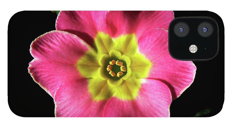 Flower iPhone 12 Case featuring the photograph Ethereal by Doug Norkum