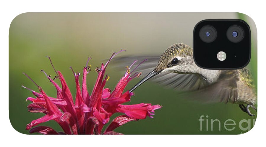 Hummingbird iPhone 12 Case featuring the photograph Hummingbird and Bee Balm - Right Handed by Robert E Alter Reflections of Infinity