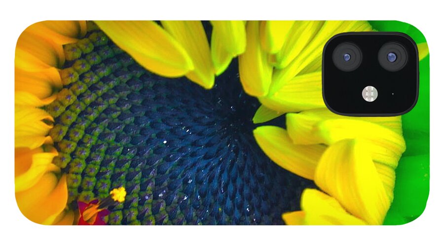 Photograph Of Sunflower iPhone 12 Case featuring the photograph In the Beginning #1 by Gwyn Newcombe