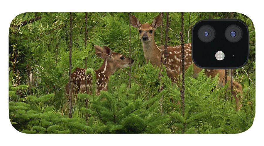 Deer iPhone 12 Case featuring the photograph Twice the Innocence by Jody Partin