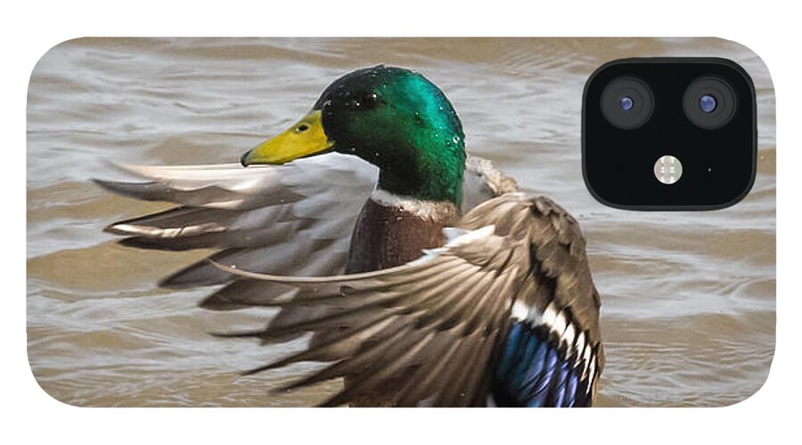 Male iPhone 12 Case featuring the photograph Male Mallard by Holden The Moment
