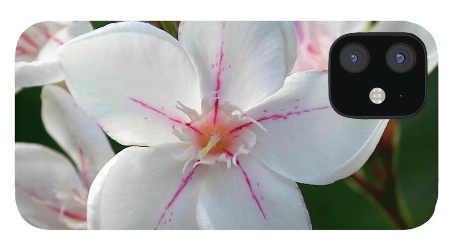 Oleander iPhone 12 Case featuring the photograph Oleander Harriet Newding 2 by Wilhelm Hufnagl