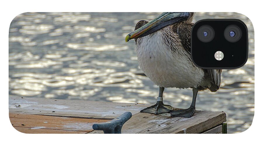Pelican iPhone 12 Case featuring the photograph Pelican at the dock #1 by Wolfgang Stocker