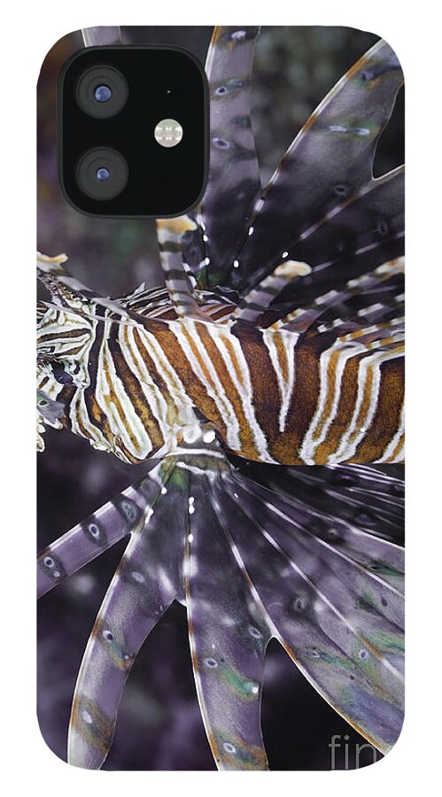 Red Lionfish iPhone 12 Case featuring the photograph Red Lionfish - Pterois volitans #1 by Anthony Totah