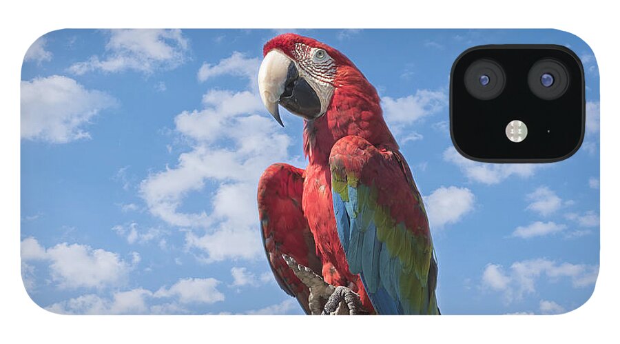 Macaw iPhone 12 Case featuring the photograph Scarlet Macaw #2 by Kim Hojnacki