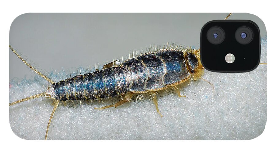 Photograph iPhone 12 Case featuring the photograph Silverfish #1 by Larah McElroy