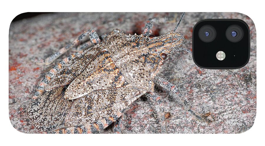 Stink Bug iPhone 12 Case featuring the photograph Stink bug #1 by Breck Bartholomew