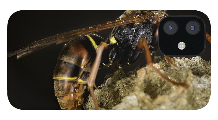 Macro iPhone 12 Case featuring the photograph The Wasp #1 by Chris Cousins