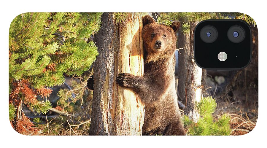 Grizzly iPhone 12 Case featuring the photograph Tree Hugger by Eilish Palmer