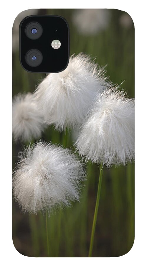 Alaska iPhone 12 Case featuring the photograph Tundra Cotton #1 by Scott Slone