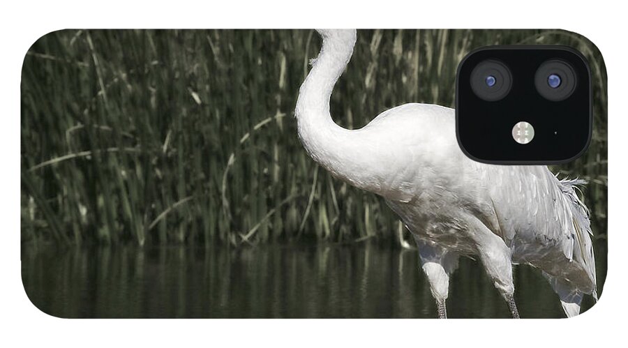 Whooping iPhone 12 Case featuring the photograph Whooping Crane #2 by Al Mueller