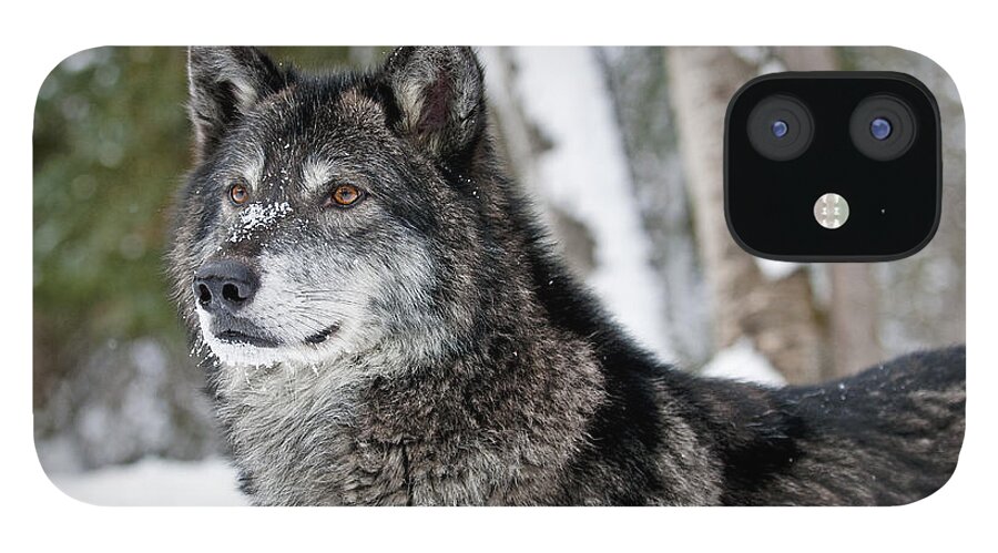 Wolf iPhone 12 Case featuring the photograph Wolf Portrait #2 by Scott Read