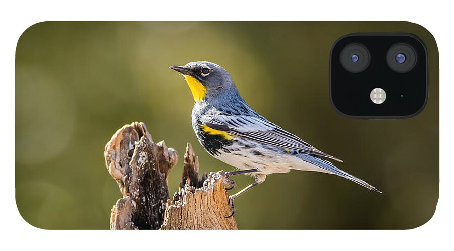 Yellow_rumped_warbler iPhone 12 Case featuring the photograph Yellow-rumped Warbler #1 by Tam Ryan